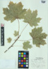 Acer saccharum image