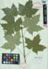 Acer saccharum image