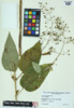 Scrophularia marilandica image