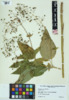 Scrophularia marilandica image