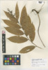 Maianthemum racemosum image