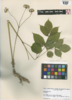 Aralia nudicaulis image