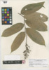 Maianthemum racemosum image