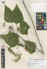 Ageratina altissima image