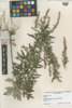 Artemisia vulgaris image