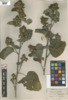 Arctium minus image