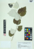 Populus alba image