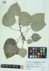 Populus deltoides ssp. deltoides image