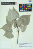 Populus grandidentata image