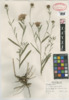 Centaurea jacea image