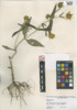 Bidens cernua image