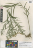 Euthamia graminifolia image