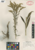 Solidago juncea image