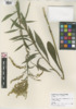 Solidago juncea image