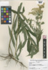 Solidago canadensis var. canadensis image