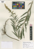 Solidago canadensis var. canadensis image