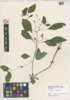 Impatiens capensis image