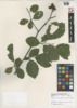 Alnus serrulata image