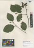 Alnus serrulata image