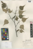 Betula populifolia image