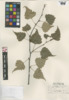 Betula populifolia image