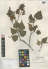 Betula populifolia image