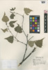 Betula populifolia image