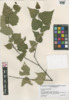 Betula populifolia image