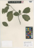 Alnus incana image