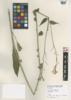 Hesperis matronalis image