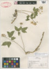 Cardamine diphylla image