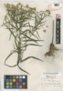 Euthamia graminifolia image