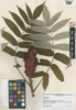 Rhus typhina image