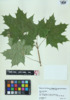 Acer platanoides image