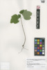 Viburnum acerifolium image