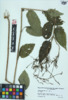 Verbena urticifolia image