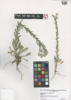 Lepidium campestre image