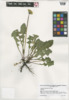 Taraxacum officinale image