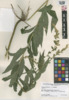 Solidago canadensis var. canadensis image