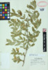 Lonicera morrowii image