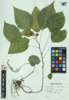 Laportea canadensis image