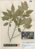 Ilex verticillata image