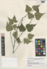 Betula populifolia image