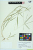 Digitaria ischaemum image