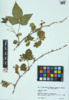 Rubus flagellaris image