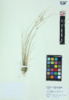 Juncus tenuis image