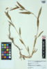 Polygonum pensylvanicum image