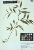 Polygonum careyi image