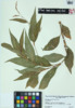 Polygonum careyi image