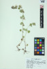 Glechoma hederacea image